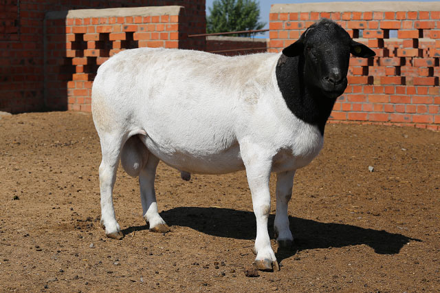 bob娱乐体育官网入口:罗永浩赏格10万搜集西贝预制菜头绪！贾国龙称将申述罗晒出其账单：5人点15份菜只要两份没吃完